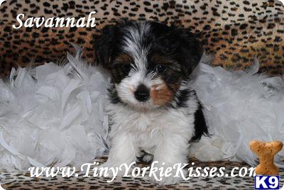 Biewer Yorkshire Terriers Puppies
